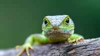 Green anole lizard in macro photography shows detailed facial features and scales with bright emerald coloring against blurred natural background on tree bark.