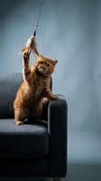 Orange tabby kitten playing with feather toy on gray sofa, playful pet behavior and indoor entertainment for cats.