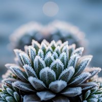 Frost-covered succulent plant with intricate geometric patterns in soft morning light creating natural winter garden decoration for botanical designs.