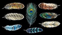 Feather collection featuring peacock, eagle, and decorative plumes isolated on transparent background. Ready for clipart, t-shirt design, stickers, sublimation, and print-on-demand projects.