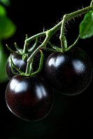 Fresh black tomatoes on green vine with water droplets against dark background, dramatic lighting highlights glossy skin and natural texture. Macro food photography.