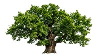 Large green oak tree with dense foliage and thick brown trunk isolated on white background for nature design projects and environmental concepts.