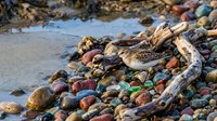 Small shorebird foraging among colorful smooth pebbles and driftwood on beach. Natural coastal wildlife scene with mixed stones in various hues on shoreline.