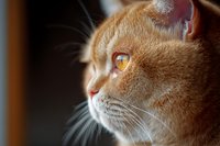 Close-up profile of ginger cat with amber eyes gazing thoughtfully through window, soft natural lighting highlighting facial features and whiskers.