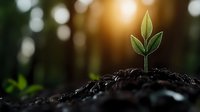 Young green sprout growing from fertile soil against blurred forest background with warm sunlight and bokeh effect, symbolizing new beginnings and growth.
