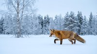 Red fox walking across snowy landscape with frost-covered trees and evergreen forest in background during winter season.