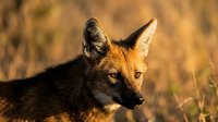 Young red fox in golden autumn sunlight with warm bokeh background showcasing wildlife photography and natural habitat during golden hour lighting conditions.