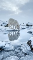 White arctic wolf drinking from icy water pool with perfect reflection in snowy winter landscape under cloudy sky for wildlife and nature content.
