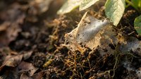 Decomposing organic matter and fallen leaves creating nutrient-rich compost soil in garden ecosystem with natural recycling process for sustainable gardening.