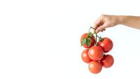 Hand holding fresh red tomatoes on vine isolated on white background for healthy cooking and organic food concepts.