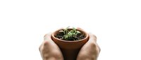 Hands protecting small green plant seedling growing in terracotta pot symbolizing care, growth, environmental protection and nurturing new life concepts.
