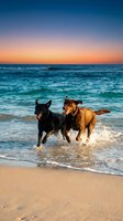 Two dogs running through ocean waves at sunset, one black and one brown, playing on sandy beach during golden hour with colorful sky.
