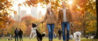Happy Caucasian couple walking dogs in autumn park with golden foliage and city skyline, enjoying fall weekend outdoor lifestyle together.