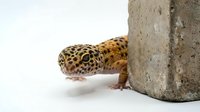 Leopard gecko with spotted yellow and black pattern peeking around concrete block on white background, isolated reptile pet for terrarium design.