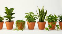 Collection of popular houseplants in terracotta pots arranged on white surface including fiddle leaf fig, snake plant and trailing varieties for home decor.