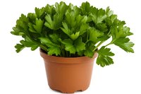 Fresh parsley plant growing in brown plastic pot, vibrant green leaves isolated on white background for culinary and gardening concepts.