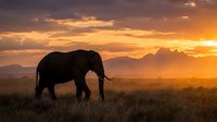 Majestic elephant silhouette grazing in African savanna grassland during golden hour sunset with dramatic orange sky and mountain backdrop for wildlife photography.