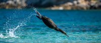 Seal leaping out of crystal clear blue ocean water with dramatic splash, showcasing marine wildlife in natural habitat for conservation and nature content.