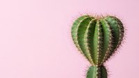 Green barrel cactus with sharp spines against soft pink background, minimalist desert plant composition for modern home decor and botanical design projects.