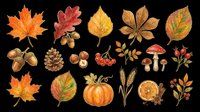 Autumn harvest collection with colorful fall leaves, pumpkin, acorns, mushrooms, berries, and pine cone, isolated on transparent background, for clipart and t-shirt design.