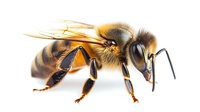 Detailed macro photograph of honey bee on white background showing intricate wing patterns, body segments, and compound eyes. Isolated specimen for educational use.