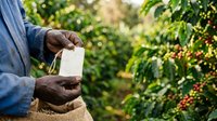 Farmer holding blank card in coffee plantation field with ripe red berries and green foliage, suitable for agricultural business and harvest marketing.