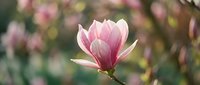 Pink magnolia flower blooming on branch with soft blurred garden background, spring blossom for nature and botanical design projects.