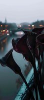Dark purple calla lilies with water drops against blurred city lights and river background, moody evening atmosphere creates romantic urban scenery.