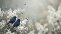 Two blue birds perched on white flowering branches with butterflies flying around in soft dreamy spring garden scene for nature and wildlife themes.