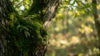 Green moss growing on tree bark in natural forest environment with soft bokeh background creating peaceful woodland atmosphere.