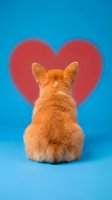 Orange corgi puppy sitting with back turned toward red heart shape on bright blue background for Valentine's Day greeting cards and romantic designs.