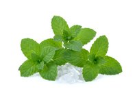 Fresh green mint leaves with crushed ice isolated on white background, suitable for beverage, culinary, and food photography projects.