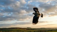 Majestic bird of prey soaring through dramatic sunset sky over rolling countryside landscape. Wings spread wide in powerful flight against golden clouds.