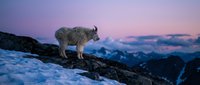 White mountain goat standing on rocky cliff during purple sunset twilight in snowy alpine wilderness landscape for outdoor adventure and wildlife photography.