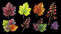 Watercolor autumn leaves and wildflowers clipart set, isolated on transparent background. Great for stickers, t-shirt design, print on demand, and sublimation projects.