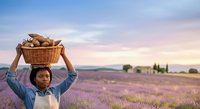 Woman farmer holding wicker basket of potatoes on head in lavender field at sunset, agricultural harvest work.