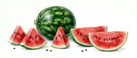 Fresh ripe watermelon slices and whole fruit isolated on white background for summer food design and healthy eating concepts.