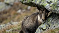 Young mountain goat kid resting against lichen-covered rocks in natural alpine habitat during autumn season.
