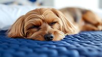 Sleepy Cavapoo puppy with golden fur resting on quilted blue bedding, close-up view of dog's face showing peaceful expression while napping.