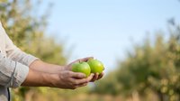 Farmer holding fresh green apples in palm of hand at orchard during harvest season for agricultural and food production use.