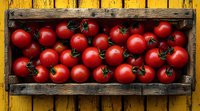 Fresh ripe red cherry tomatoes in rustic wooden box against yellow wooden background, top view composition for food photography and menu design.