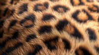 Leopard fur texture close-up showing natural spotted pattern with golden brown and black markings for wildlife and fashion design projects.