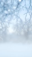 Winter wonderland with snow-covered branches and soft bokeh lights creating dreamy seasonal atmosphere for holiday greeting cards and festive designs.