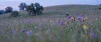 Purple wildflowers bloom in serene meadow at twilight with rolling hills and trees creating peaceful natural landscape for relaxation and wellness themes.