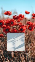 Red poppies in field with blank white square frame casting shadows, natural sunlight creates dreamy atmosphere against blue sky background.
