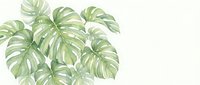 Watercolor monstera deliciosa leaves in soft green tones on white background, tropical botanical illustration for home decor and nature-inspired designs.