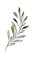 Minimalist olive branch with delicate green leaves on white isolated background, suitable for botanical wall art, stationery design and wedding invitations.