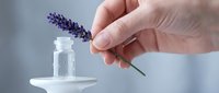 Caucasian hand holding fresh lavender flower above glass bottle of essential oil on white ceramic dish, aromatherapy and natural wellness concept.