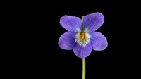 Vibrant purple pansy flower with yellow center, isolated on transparent background. Ready for t-shirt designs, clipart, stickers, sublimation, and print-on-demand products.