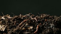 Earthworm in rich soil with organic matter and decomposing plant material, suitable for agriculture, gardening, composting, and environmental education content.